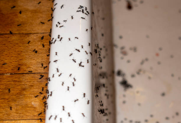 Professional Pest Control in Roxborough Park, CO