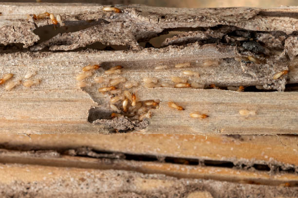 Best Affordable Pest Control Services  in Roxborough Park, CO