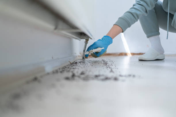 Best Pest Control for Homes  in Roxborough Park, CO